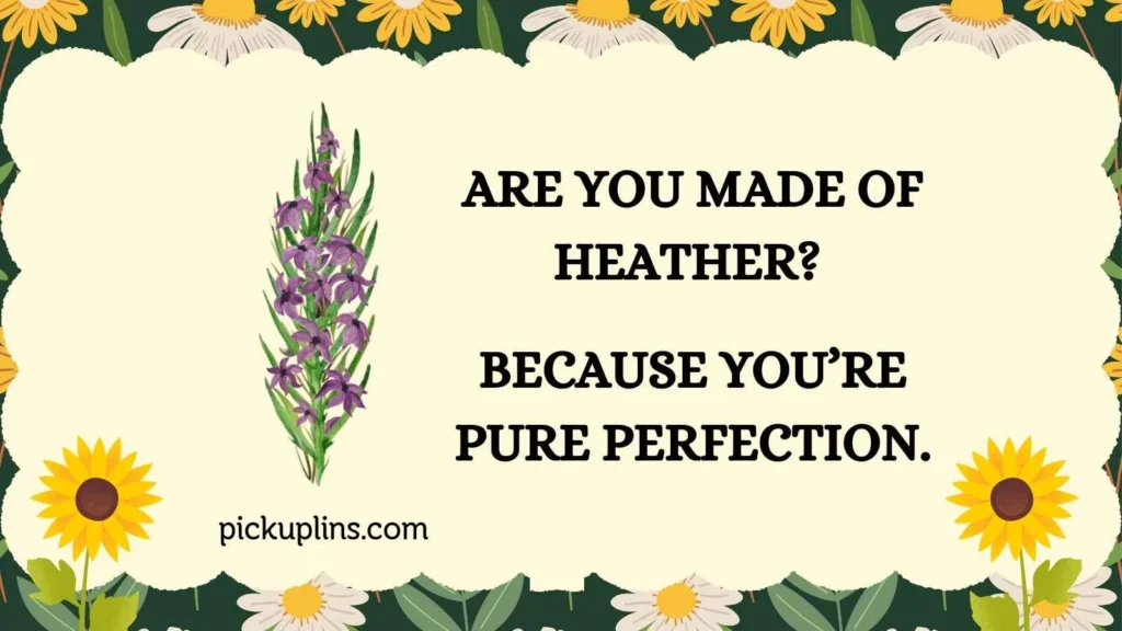Sweet Heather Lines
